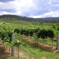 Hunter Valley Wine Region - Fine Wines and Great Food